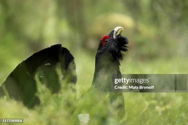 western capercaillie - tetrao urogallus stock pictures, royalty-free photos & images