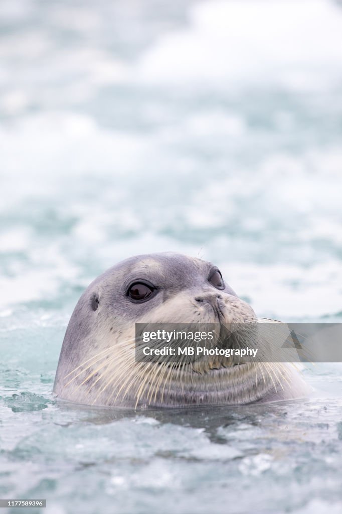 Bearded Seal