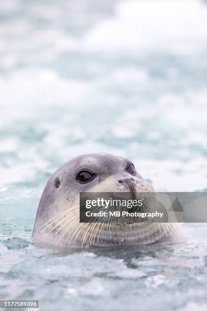 bearded seal - ocean wildlife stock pictures, royalty-free photos & images