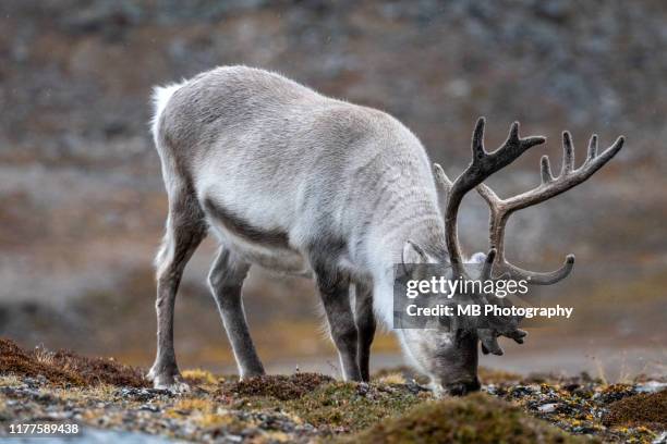 svalbard reindeer - reindeer stock-fotos und bilder