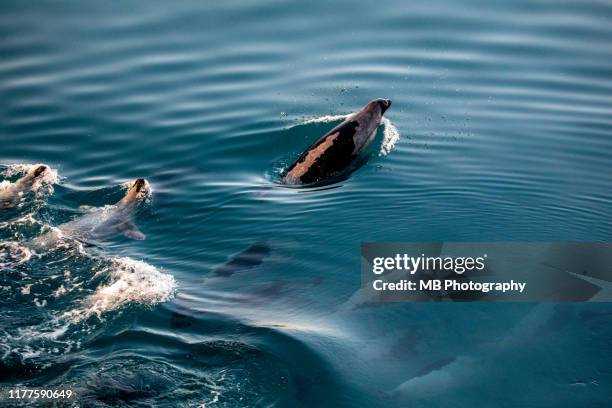 harp seals - harp seal stock pictures, royalty-free photos & images