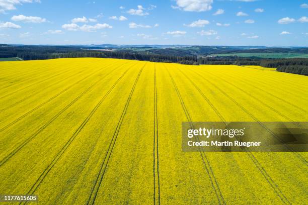 aerial view of oilseed rape field in bloom, springtime. saale-orla-kreis, schleiz, thuringia, germany, europe. - colza foto e immagini stock