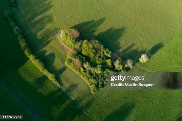 aerial view of trees and hedge in meadow. bavaria, germany. - hecke stock-fotos und bilder