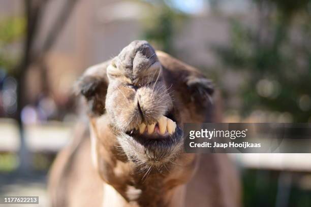 a camel posing, khiva, uzbekistan - kameelkleurig stockfoto's en -beelden
