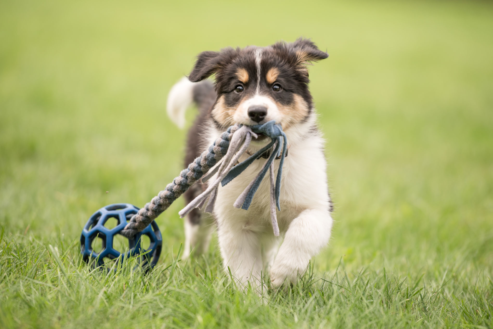 Cute Border collie dog puppy runs happily with a toy and plays Cute Border collie dog puppy runs happily with a toy and plays