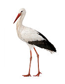 White Stork (18 months)