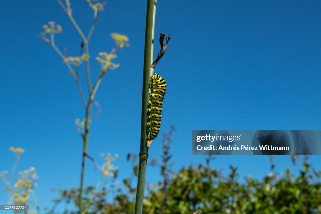 Papilio Machaon Swallowtail Caterpillar Sitting On A Fennel Plant High