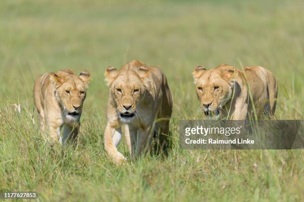 african lion, panthera leo, three females, masai mara national reserve, kenya, africa - three animals stock pictures, royalty-free photos & images
