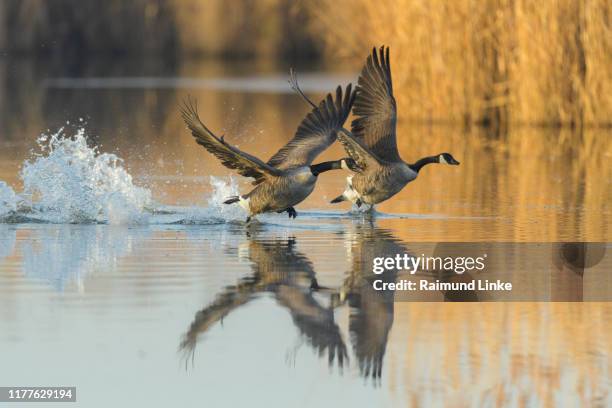 canada goose, branta canadensis, in flight - kanadagans stock-fotos und bilder