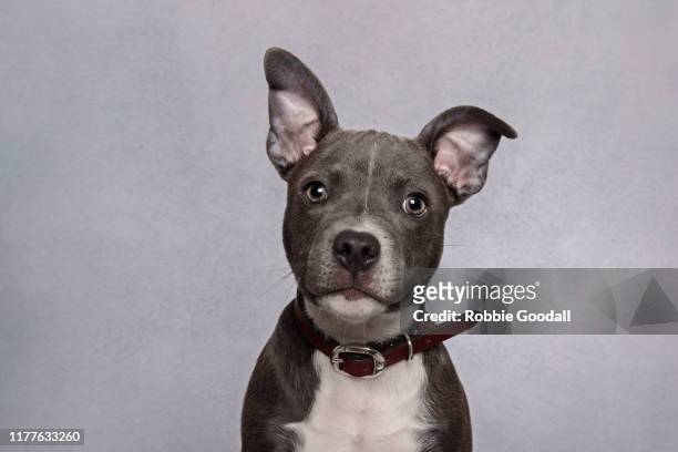 headshot of a staffordshire bull terrier puppy looking at the camera wearing a black collar on a gray background - dog collar foto e immagini stock