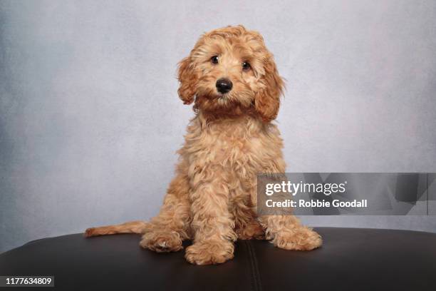 golden cavalier king charles spaniel/poodle mix puppy looking at the camera sitting in front of a gray backdrop - caniche photos et images de collection