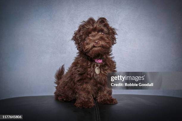 portrait of a chocolate brown schnauzer/poodle mix puppy looking at the camera sitting in front of a gray backdrop - schnauzer stock pictures, royalty-free photos & images