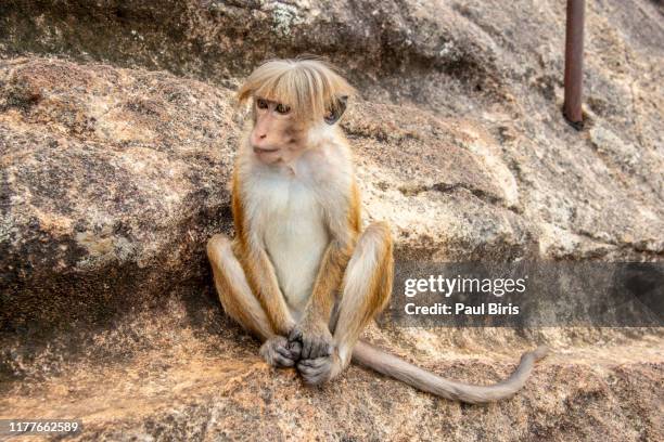 portrait of a macaque monkey with cool haircut sitting on a rock in sri lanka - scimmia arrabbiata foto e immagini stock