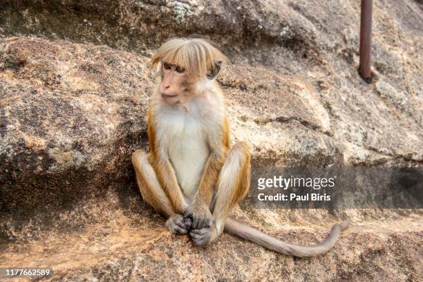 portrait of a macaque monkey with cool haircut sitting on a rock in sri lanka - angry monkey stock pictures, royalty-free photos & images
