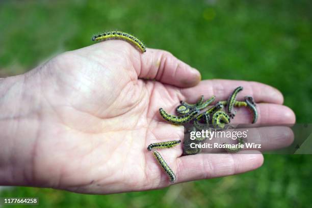 hand with collected caterpillars of cabbage butterfly - pests stock pictures, royalty-free photos & images