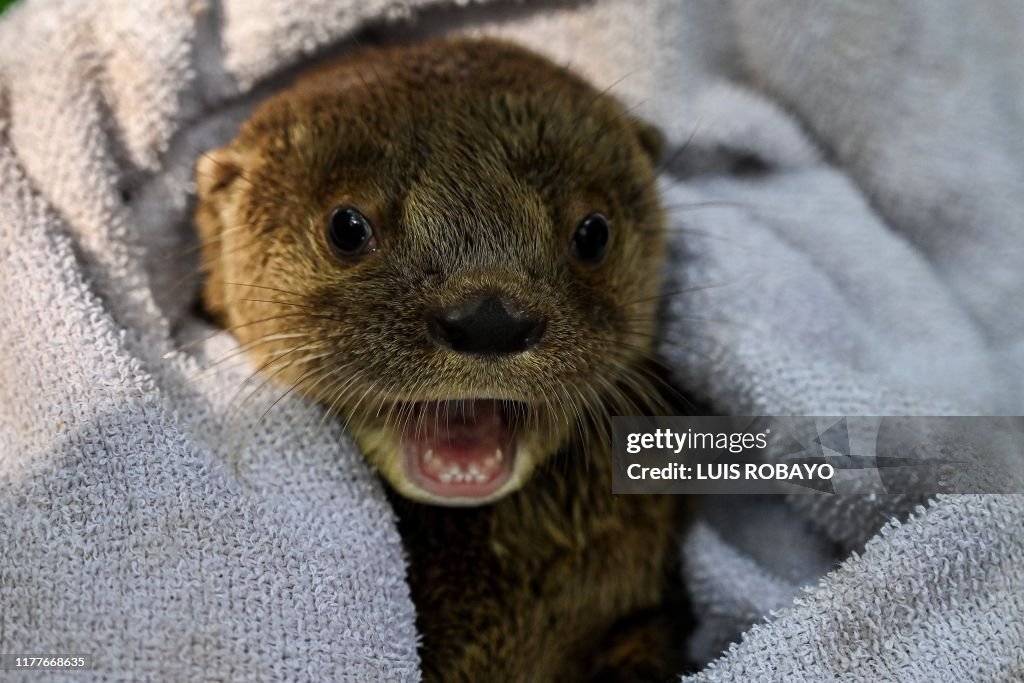 COLOMBIA-ANIMALS-OTTER