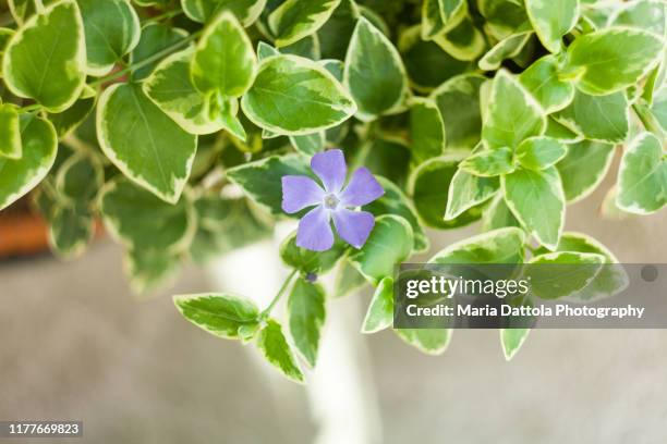 vinca major variegata plant - varierande växtfärg bildbanksfoton och bilder
