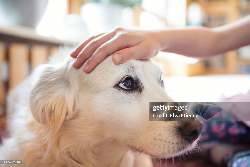 Child's hand stroking the head of a pet dog affectionately