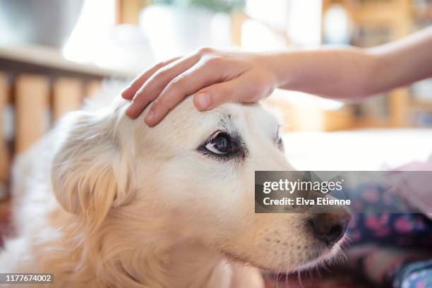 child's hand stroking the head of a pet dog affectionately - affectionate dog stock pictures, royalty-free photos & images