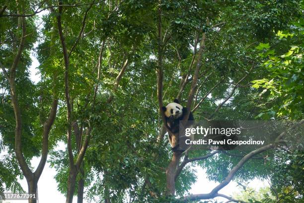 giant panda on a tree early in the morning - panda cubs stock pictures, royalty-free photos & images