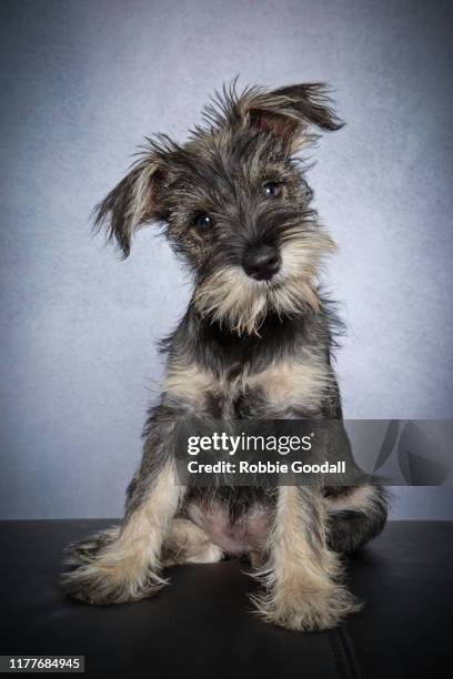portrait of a schnauzer looking at the camera on a blue background - show dog stock pictures, royalty-free photos & images