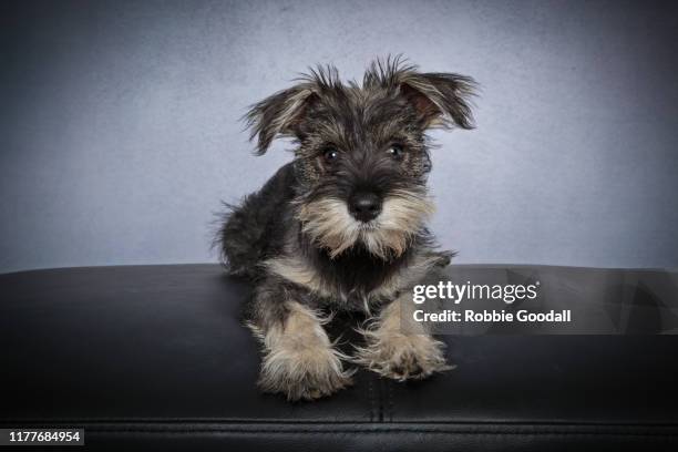 portrait of a schnauzer looking at the camera on a blue background - schnauzer stock pictures, royalty-free photos & images