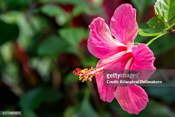 flower immersion: hibiscus or chinese rose. - hibiscus stockfoto's en -beelden