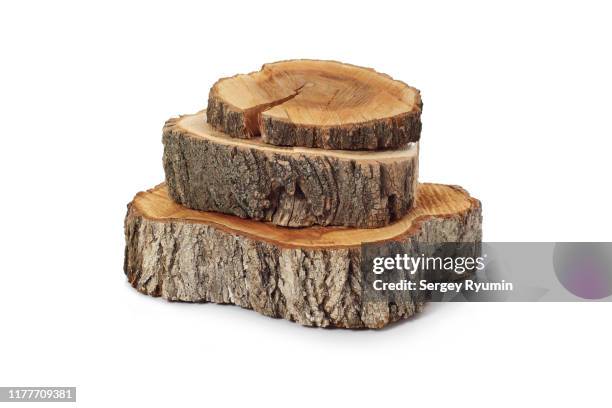 cross sections of tree trunk on white background - wood section fotografías e imágenes de stock