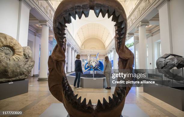 October 2019, Baden-Wuerttemberg, Stuttgart: Visitors to the Natural History Museum can see the skeleton of an ichthyosaur in the special exhibition...