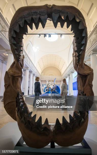 October 2019, Baden-Wuerttemberg, Stuttgart: Visitors to the Natural History Museum can see the skeleton of an ichthyosaur in the special exhibition...