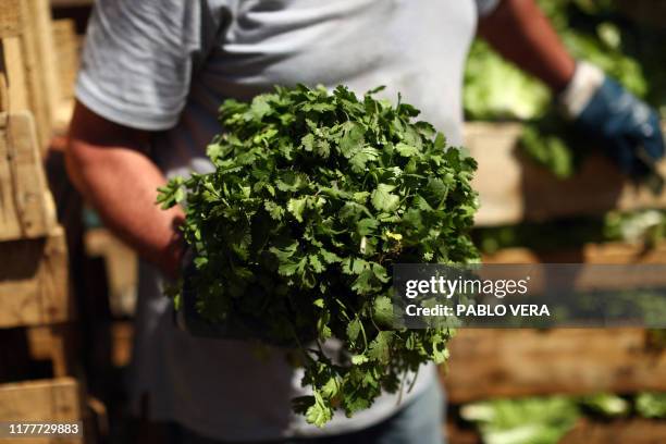 Worker holds a bunch of parsley at 'Lo Valledor' market in Santiago, Chile on October 22, 2019. Amid protests Chileans face the widespread social...