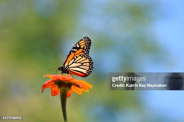 monarch butterfly on zinnia flower - monarchvlinder stockfoto's en -beelden