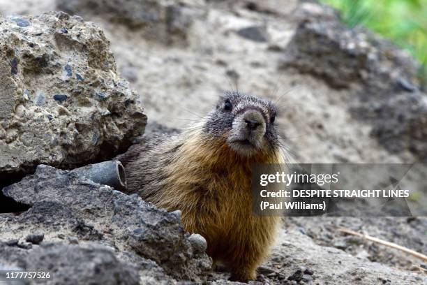 yellow-bellied marmot (marmota flaviventris) - hibernation stock pictures, royalty-free photos & images