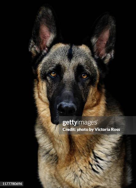 dog portrait on black - german shepherd face stock pictures, royalty-free photos & images