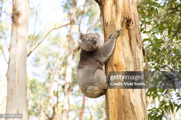 wild koala in a eucalyptus tree, australia - kangaroo island imagens e fotografias de stock