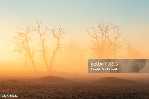 golden sunrise shining through a line of dead trees with mist and frost - drought stock pictures, royalty-free photos & images