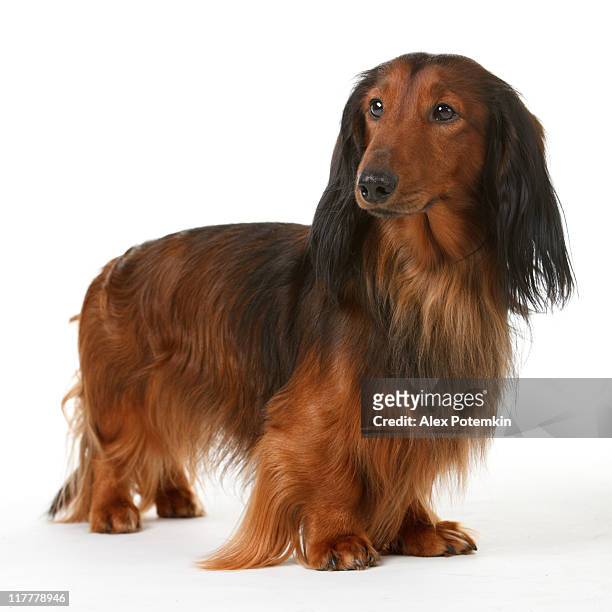30 White Long Haired Dachshund Photos and Premium High Res Pictures - Getty  Images