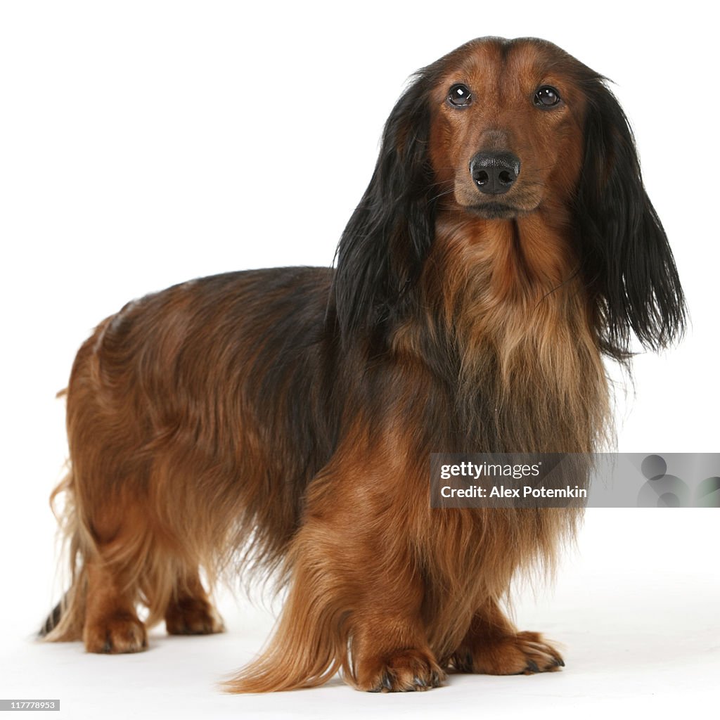 Long haired badger dog