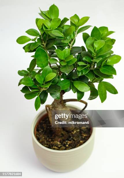 bonsai ficus 'ginseng', house plant - bonsai tree stock pictures, royalty-free photos & images