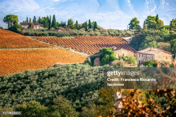 autumn vineyards in umbria, italy. sagrantino di montefalco vines - umbria stock pictures, royalty-free photos & images