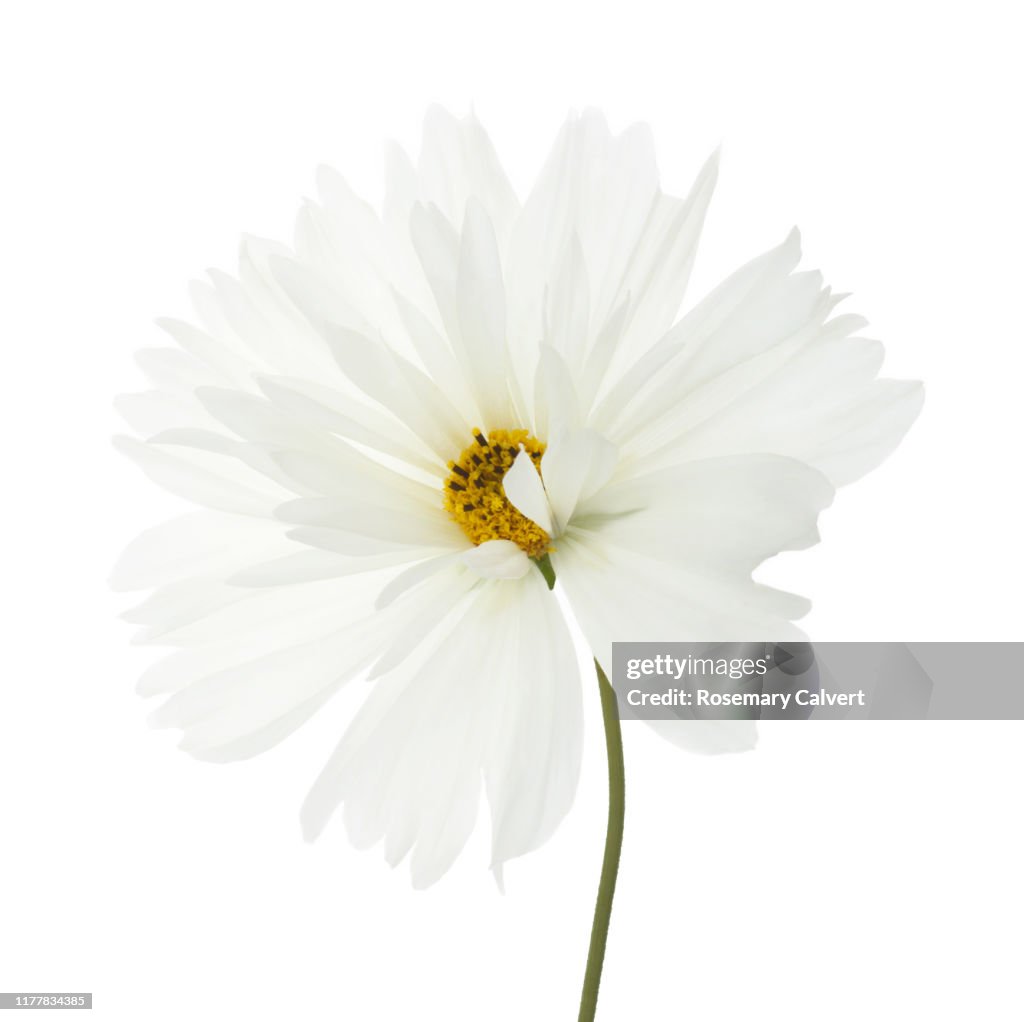 Pure white cosmos flower with stem in white square.