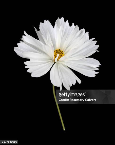 6 566 photos et images de Fleur Blanche Fond Noir - Getty Images