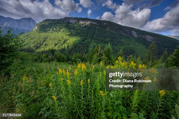 goldenrod along the going-to-the-sun road in glacier national park, montana - goldenrod stock pictures, royalty-free photos & images