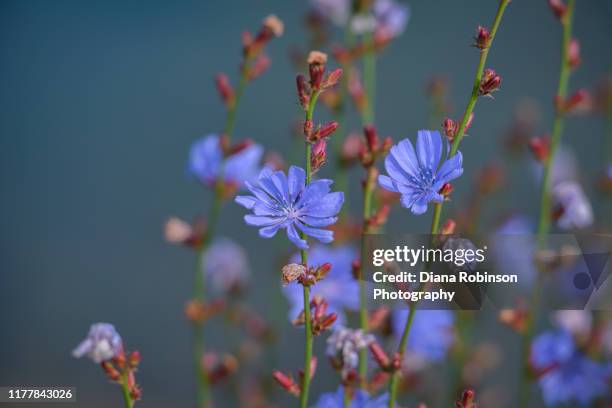 chicory root wildflowers at sunrise, seabeck, washington state - chicoree stock-fotos und bilder