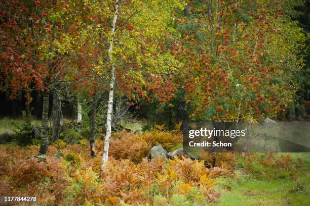 birch and rowan with rowan berries in autumn in pasture - rowanberry stock pictures, royalty-free photos & images