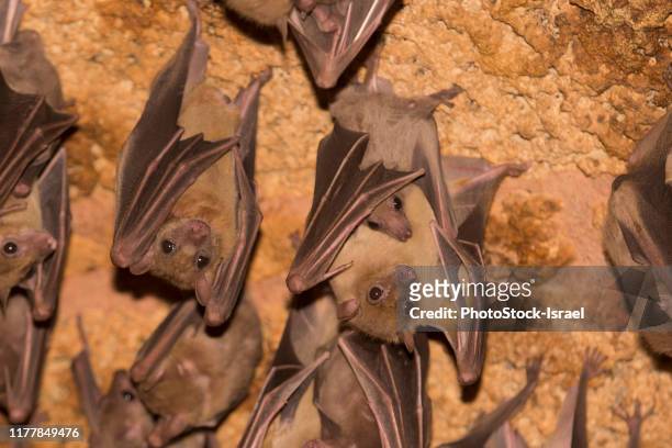 egyptian fruit bat (rousettus aegyptiacus) - low hanging fruit stock pictures, royalty-free photos & images
