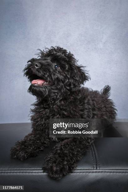 portrait of a black schnauzer/poodle mix puppy looking away from the camera in front of a gray backdrop - black poodle stockfoto's en -beelden