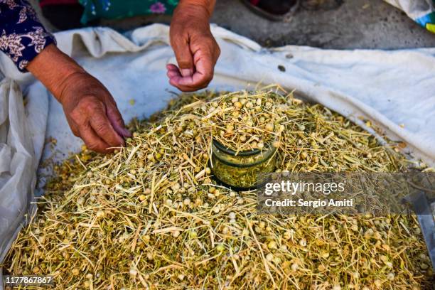 peganum harmala on sale at bazaar - uzbekistan business stock pictures, royalty-free photos & images