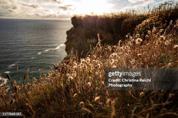 cornish wildflower backlit during sunset - sunset cliffs stage stock pictures, royalty-free photos & images