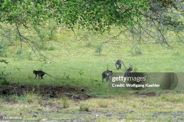 Crab eating macaques on Rinca Island, part of Komodo National Park, Indonesia.